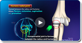 Normal Anatomy of the Elbow