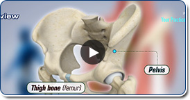 Normal Anatomy of the Hip joint