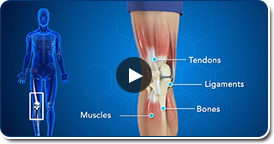 Normal Anatomy of the Knee Joint